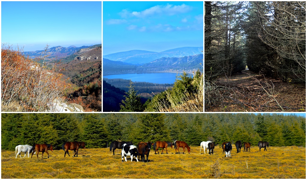 9 KASIM 2025 HALICILAR (SALA) --GÖLCÜK TABİAT PARKI